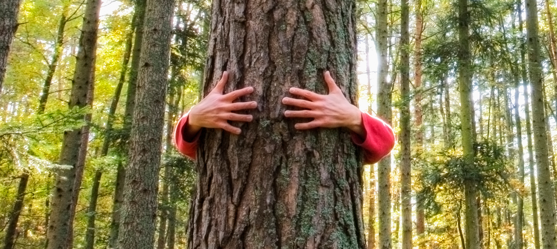 Person umarmt Baum